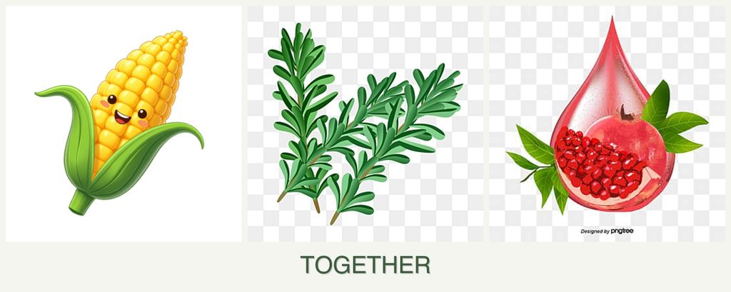 Can you plant corn, rosemary and pomegranates together?