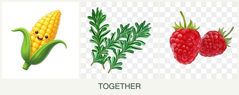 Can you plant corn, rosemary and raspberries together?