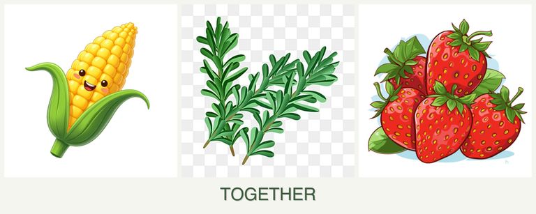 Can you plant corn, rosemary and strawberries together?