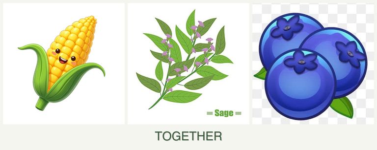 Can you plant corn, sage and blueberries together?