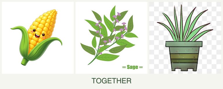 Can you plant corn, sage and lemongrass together?
