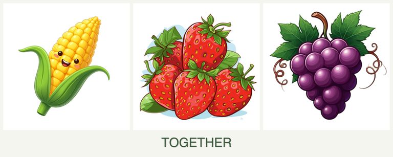 Can you plant corn, strawberries and grapes together?