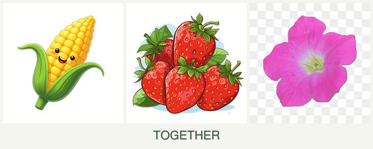 Can you plant corn, strawberries and petunias together?