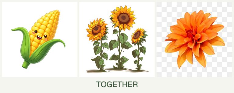 Can you plant corn, sunflowers and dahlias together?