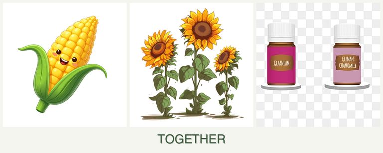 Can you plant corn, sunflowers and geraniums together?