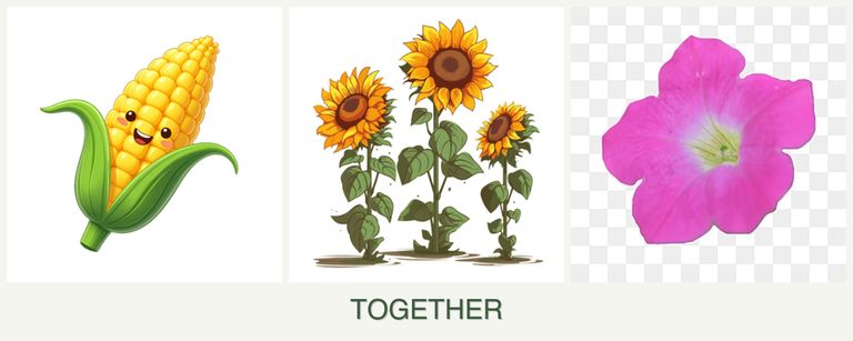 Can you plant corn, sunflowers and petunias together?