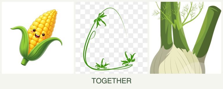 Can you plant corn, tarragon and fennel together?
