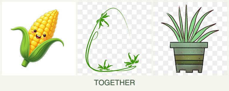 Can you plant corn, tarragon and lemongrass together?