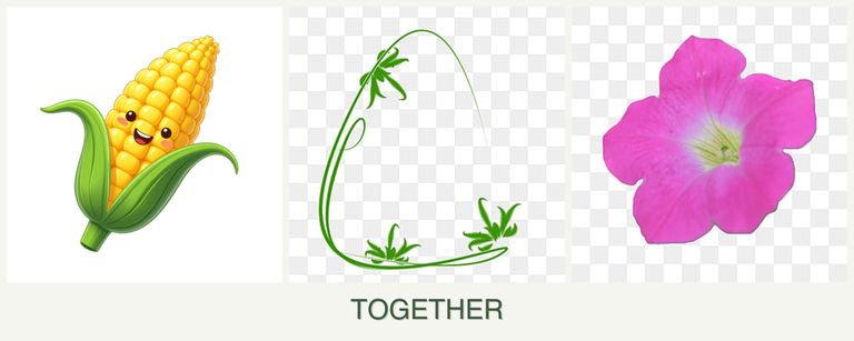Can you plant corn, tarragon and petunias together?