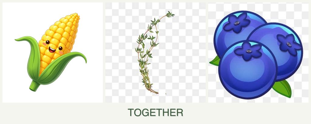 Can you plant corn, thyme and blueberries together?