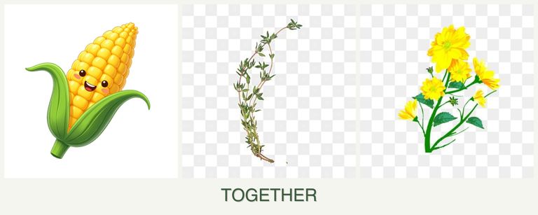 Can you plant corn, thyme and calendula together?