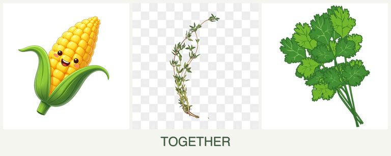 Can you plant corn, thyme and cilantro together?