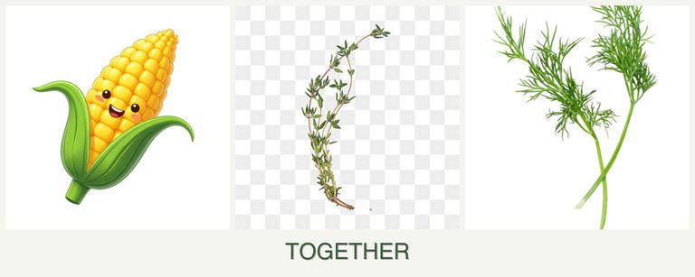 Can you plant corn, thyme and dill together?