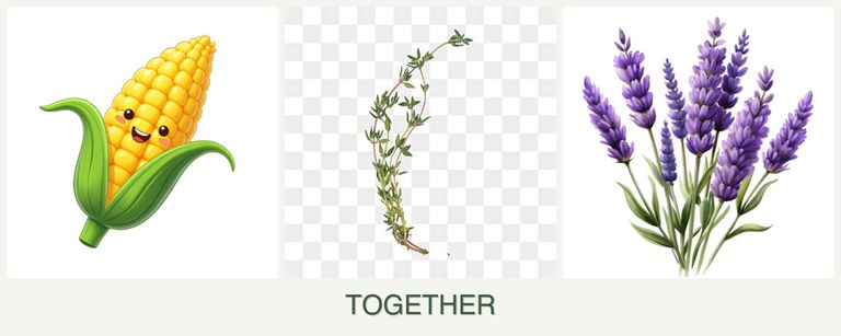 Can you plant corn, thyme and lavender together?