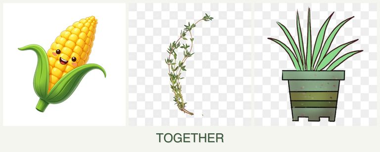 Can you plant corn, thyme and lemongrass together?