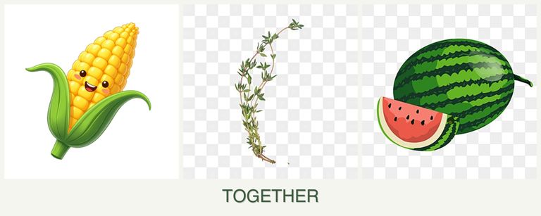 Can you plant corn, thyme and melons together?