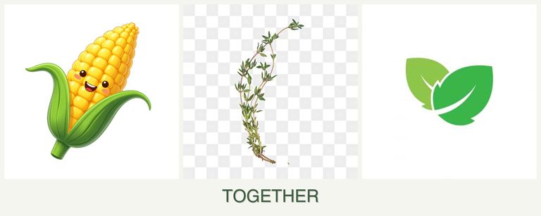 Can you plant corn, thyme and mint together?