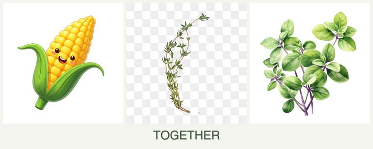 Can you plant corn, thyme and oregano together?