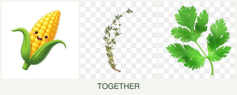 Can you plant corn, thyme and parsley together?