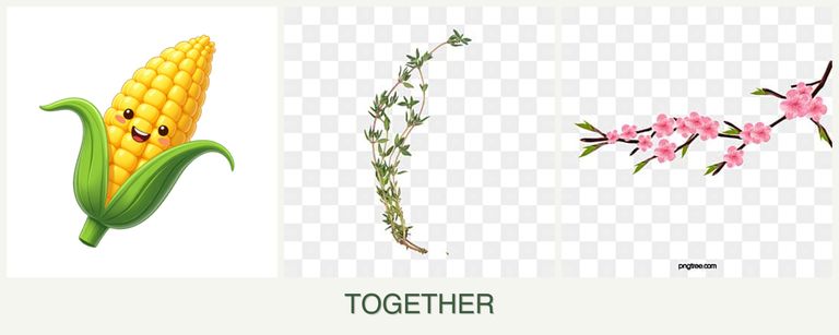 Can you plant corn, thyme and peaches together?