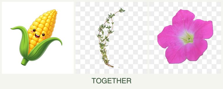 Can you plant corn, thyme and petunias together?