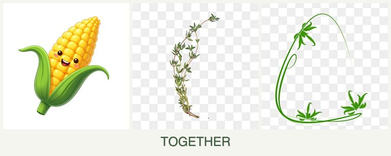 Can you plant corn, thyme and tarragon together?