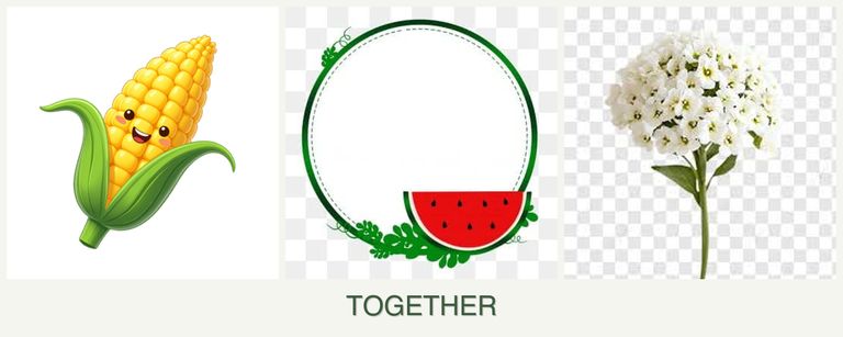 Can you plant corn, watermelons and alyssum together?