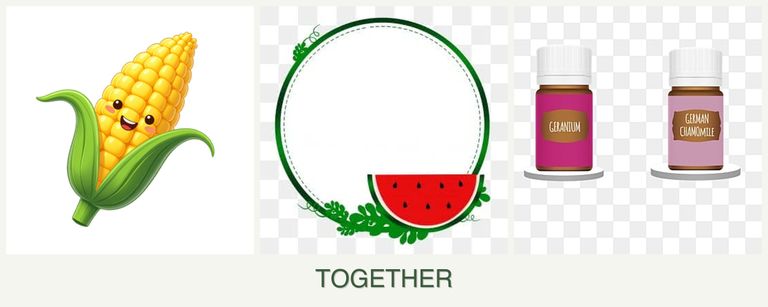 Can you plant corn, watermelons and geraniums together?
