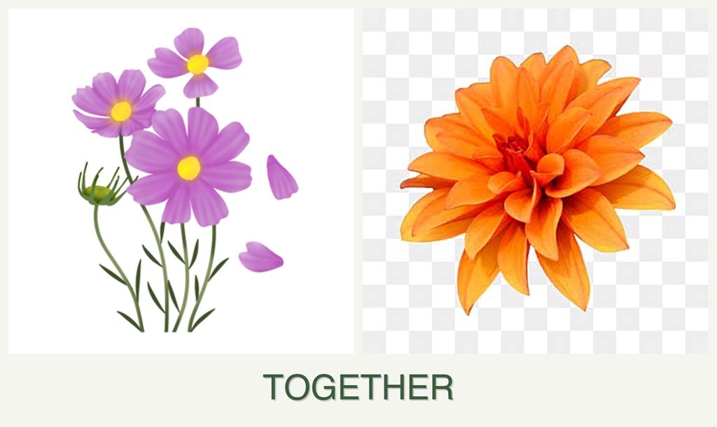 Can you plant cosmos and dahlias together?