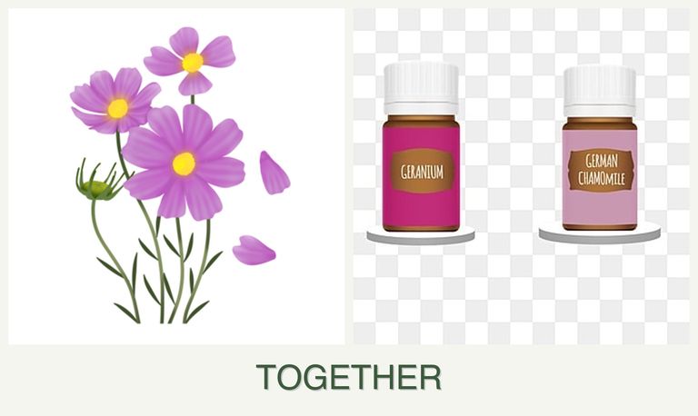 Can you plant cosmos and geraniums together?
