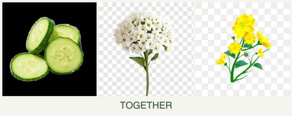 Can you plant cucumbers, alyssum and calendula together?