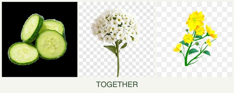 Can you plant cucumbers, alyssum and calendula together?