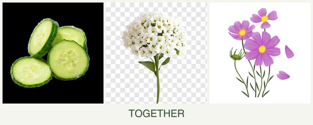 Can you plant cucumbers, alyssum and cosmos together?