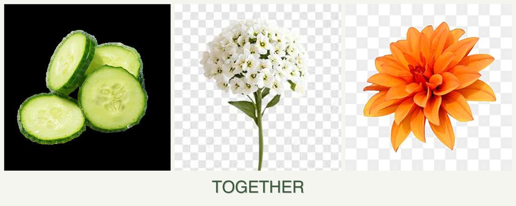 Can you plant cucumbers, alyssum and dahlias together?