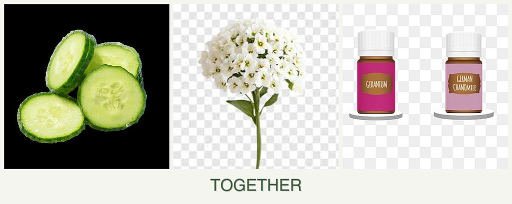Can you plant cucumbers, alyssum and geraniums together?