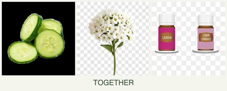 Can you plant cucumbers, alyssum and geraniums together?