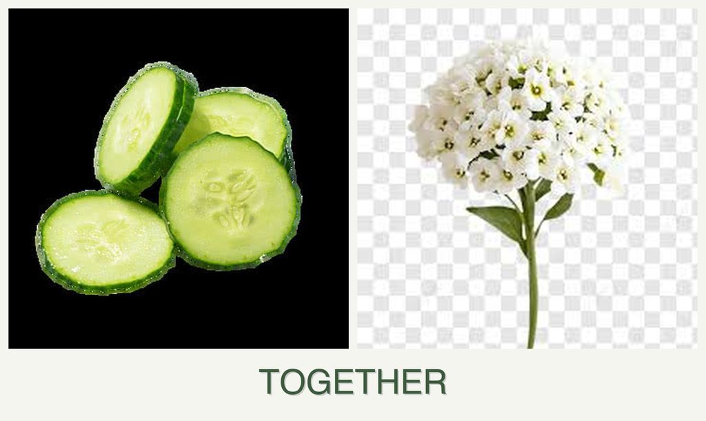 Can you plant cucumbers and alyssum together?