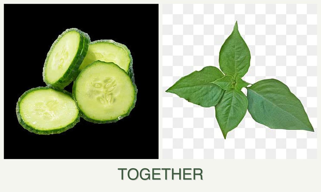 Can you plant cucumbers and basil together?