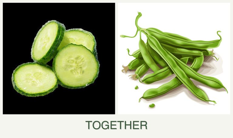 Can you plant cucumbers and beans together?