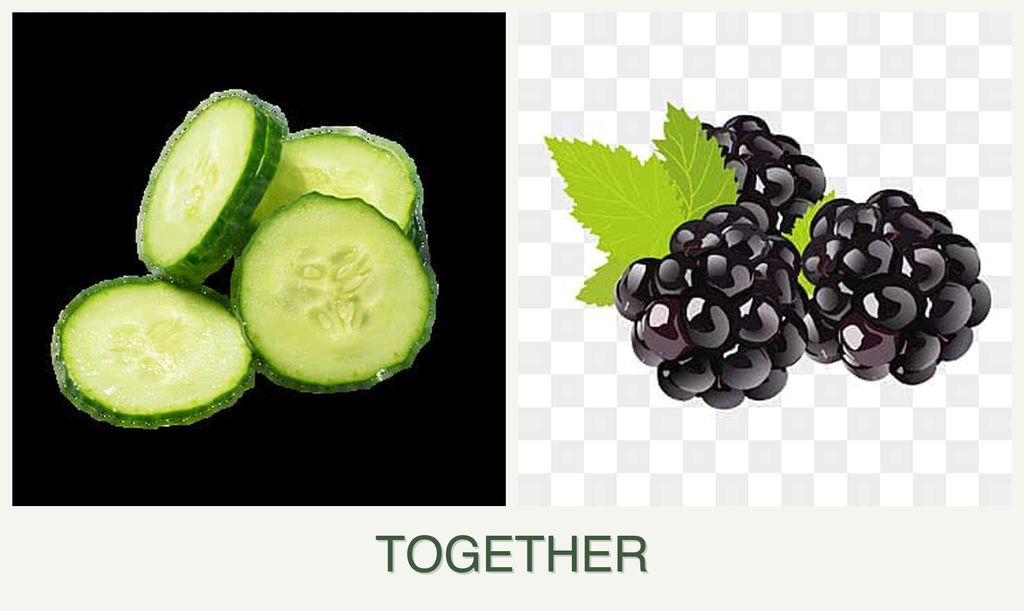 Can you plant cucumbers and blackberries together?