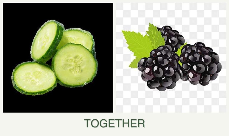 Can you plant cucumbers and blackberries together?
