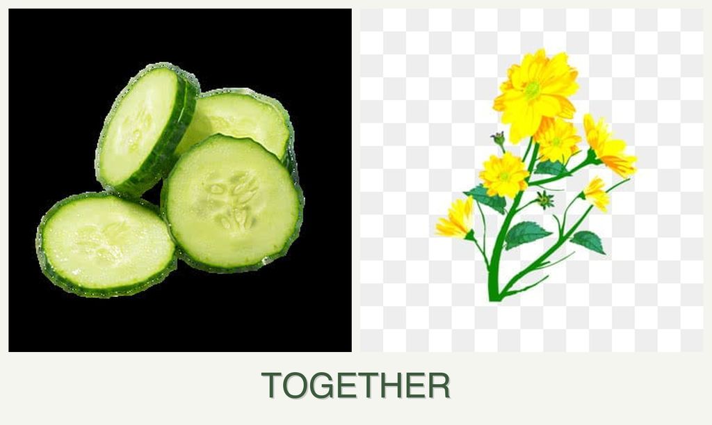 Can you plant cucumbers and calendula together?