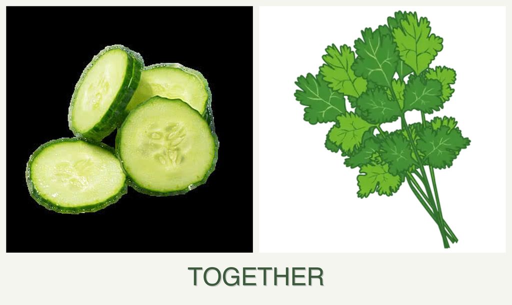 Can you plant cucumbers and cilantro together?