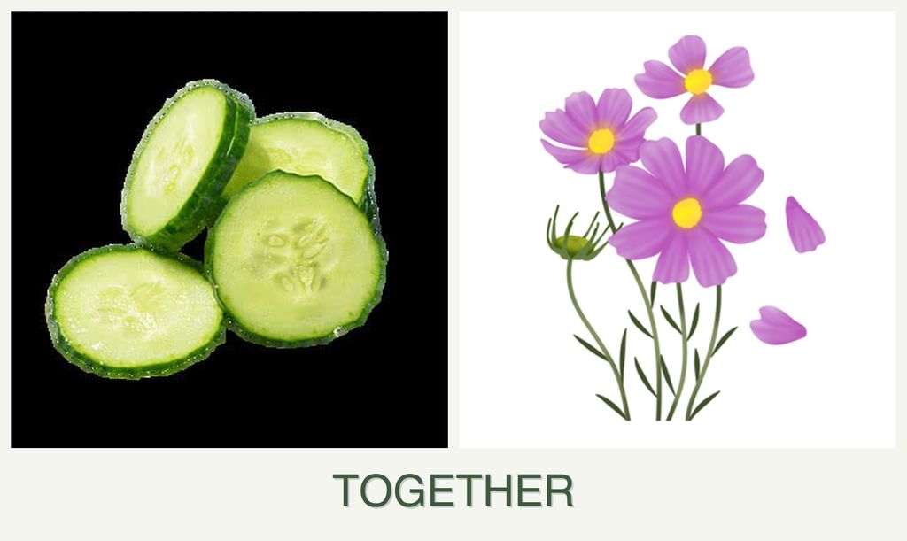 Can you plant cucumbers and cosmos together?