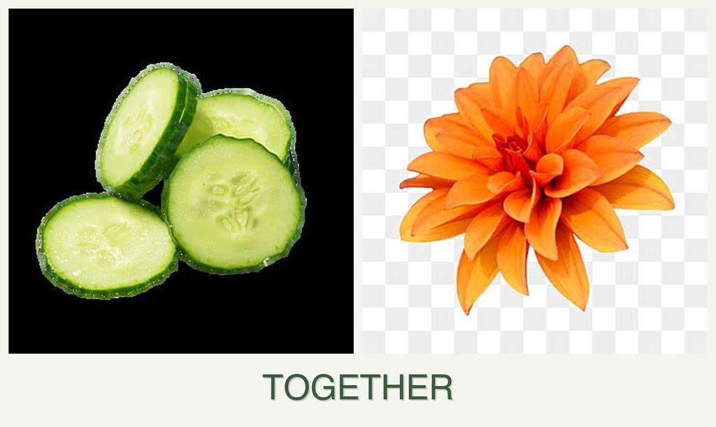 Can you plant cucumbers and dahlias together?