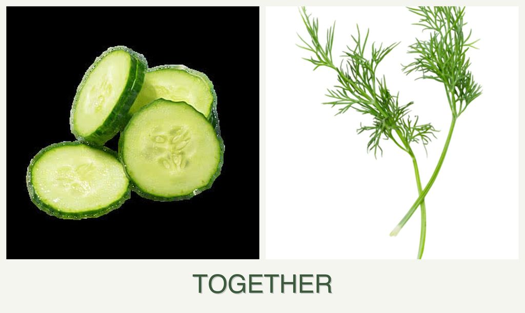 Can you plant cucumbers and dill together?