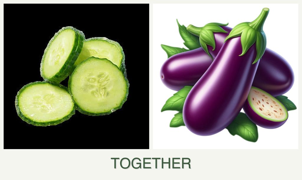 Can you plant cucumbers and eggplant together?