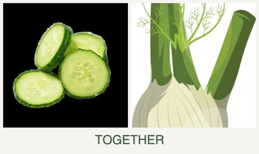 Can you plant cucumbers and fennel together?