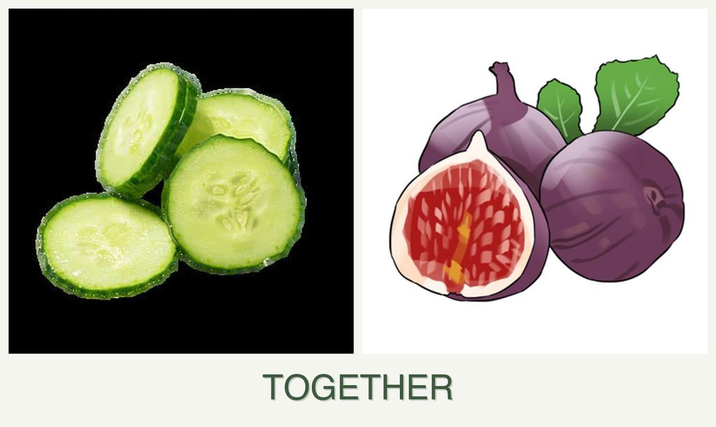 Can you plant cucumbers and figs together?