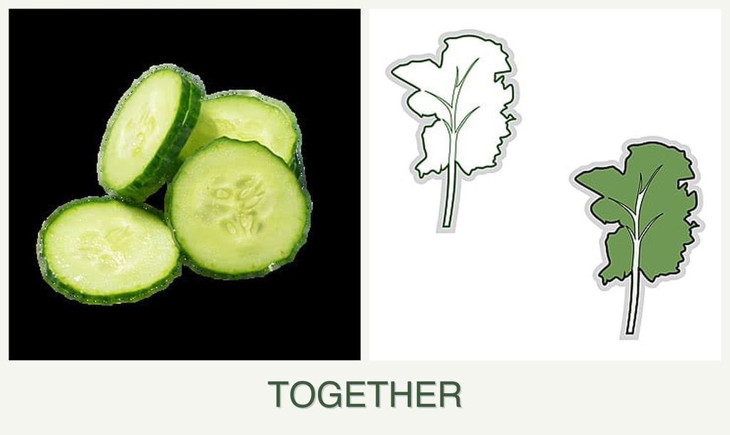 Can you plant cucumbers and kale together?